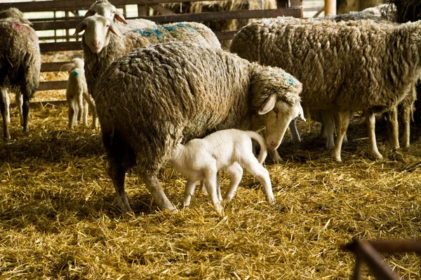 Ovce a jehněčím masem — Stock fotografie