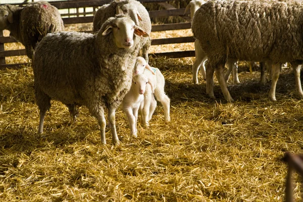 Schafe und Lämmer — Stockfoto