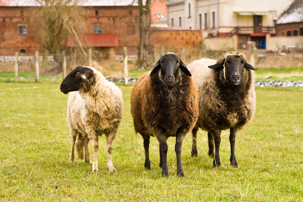 Schafe, ovejas — Foto de Stock