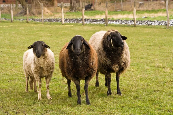 Schafe, Schafe — Stockfoto