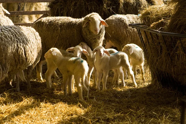 Ovce a jehňata — Stock fotografie