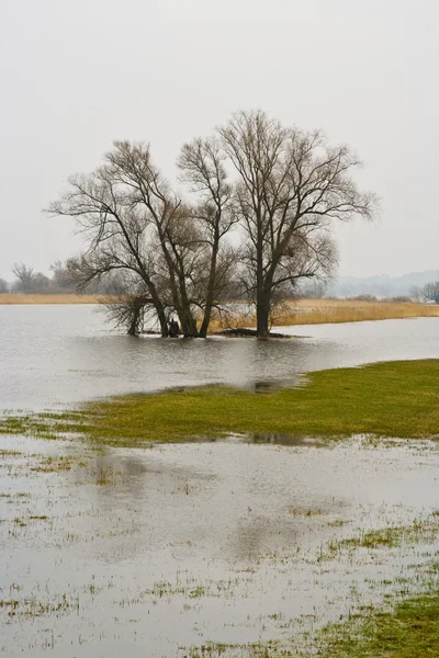 洪水 — ストック写真
