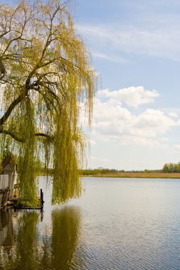 Willow and lake clipart