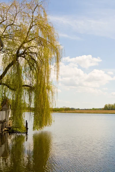 Willow ve göl — Stok fotoğraf