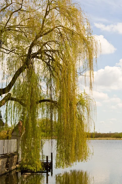 Willow a jezero — Stock fotografie