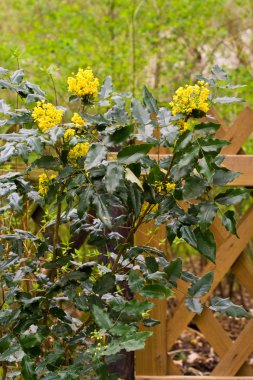 Mahonia