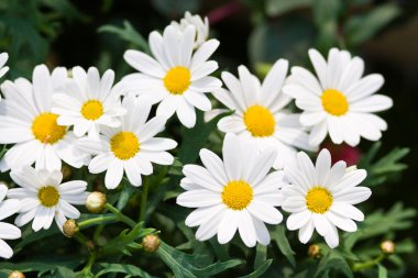 Oxeye daisy clipart