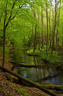 Orman ve nehir bahar
