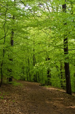 Footpath in spring clipart