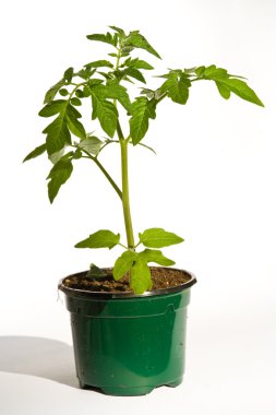 Tomato plant clipart