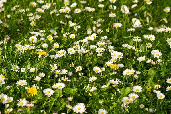 Meadow with daisies — Stock Photo, Image