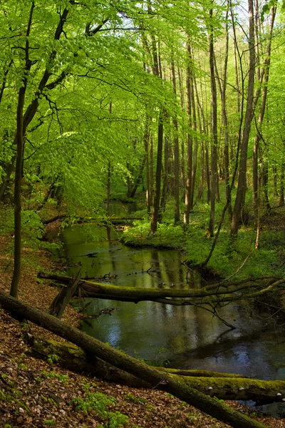 Lasu i rzeki na wiosnę — Zdjęcie stockowe