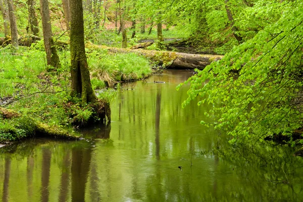 stock image Forest and river in spring