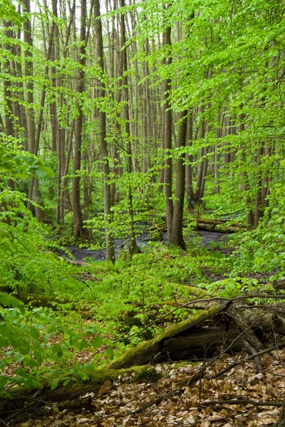 Forest and river in spring — Stock Photo, Image