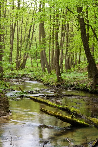 Forest and river in spring — Stock Photo, Image