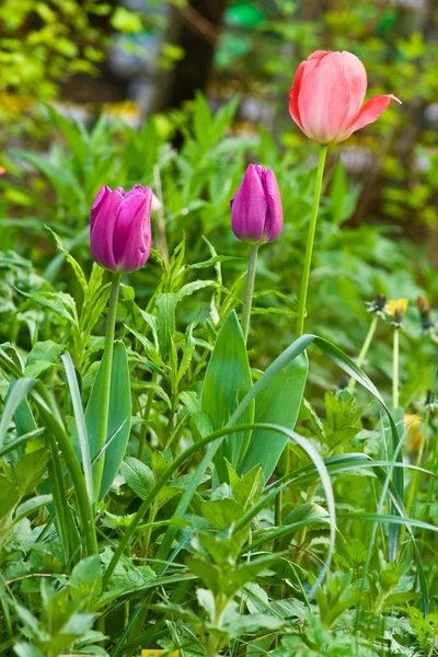 Tulpen in de tuin — Stockfoto