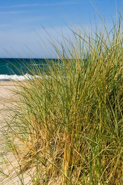 Beach grass — Stock Photo, Image