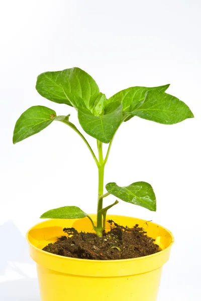 Capsicum plant — Stock Photo, Image
