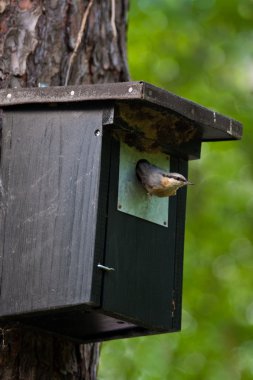 Bayağı sıvacı kuşu