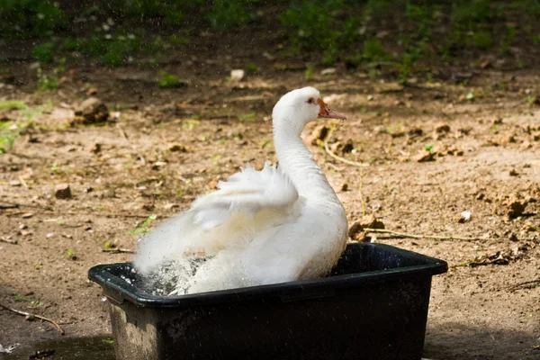 Bathing duck — Stock Photo, Image