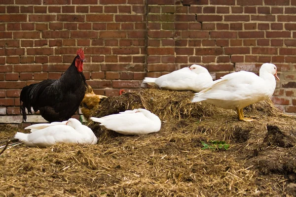 Ducks and rooster — Stock Photo, Image