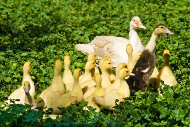 Muscovy duck with ducklings clipart