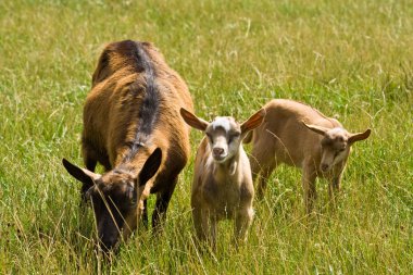 Goat with kids clipart