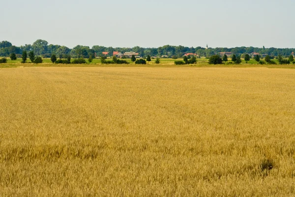 Zona rural. — Foto de Stock
