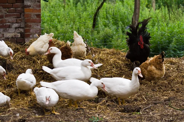 Ducks and chickens — Stock Photo, Image