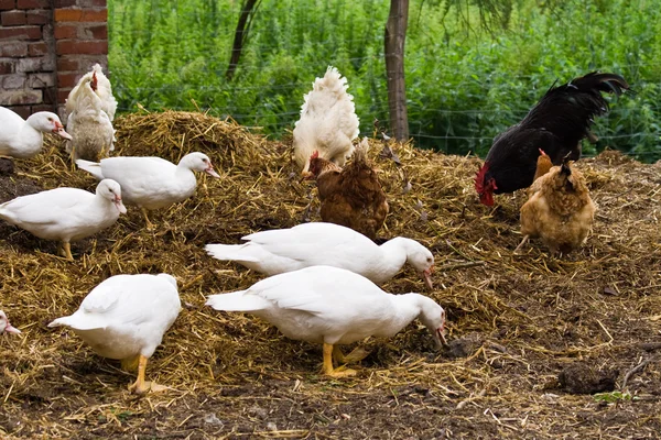 Ducks and chickens — Stock Photo, Image