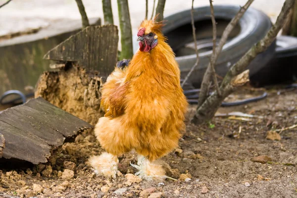 Silkie rooster — Stock Photo, Image