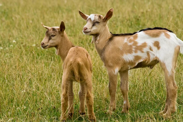 Mladé kozy — Stock fotografie