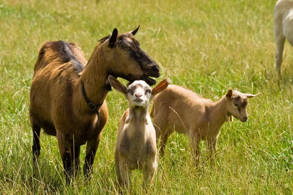 Cabra com crianças — Fotografia de Stock