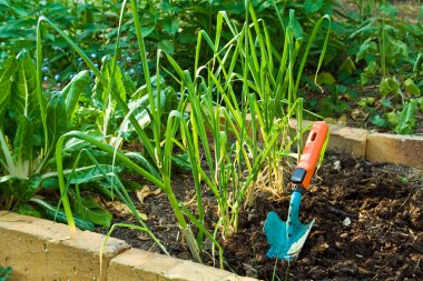 Gardening clipart