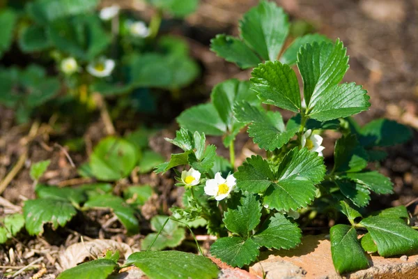 stock image Strawberry plant