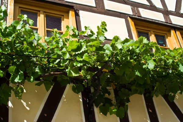 Frame house with vine — Stock Photo, Image