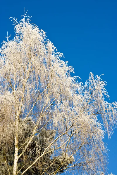 Glazed frost — Stock Photo, Image