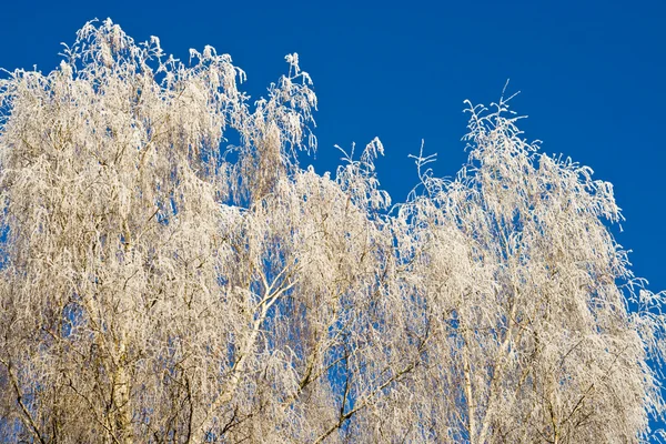 Camlı frost — Stok fotoğraf
