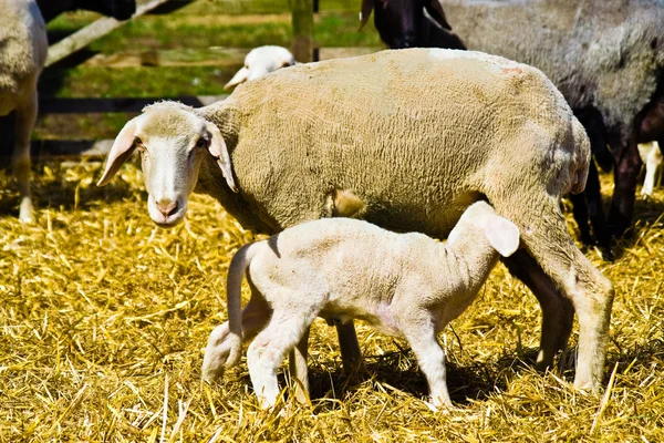 Ovce s jehněčím — Stock fotografie