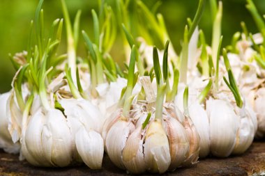 Sprouting garlic clipart