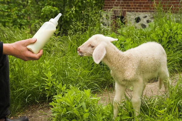 Lamb feeding — Stock Photo, Image
