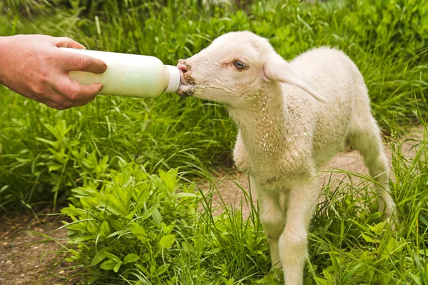 Utfodring med lamm — Stockfoto