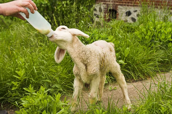 Lamb feeding — Stock Photo, Image