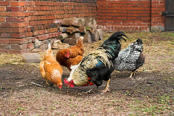 Chickens on a farm — Stock Photo, Image