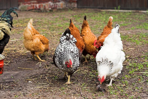 Kyckling på en gård Stockbild