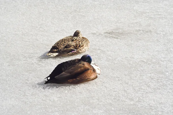 Canards sur un lac gelé — Photo