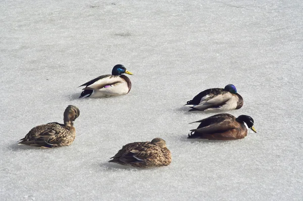在结冰的湖上的鸭子 — 图库照片