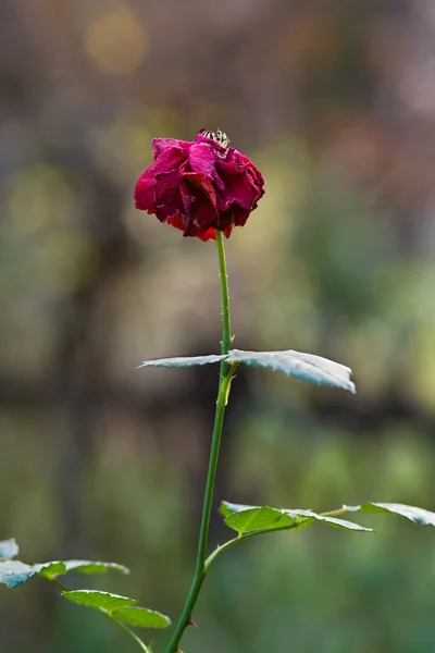 Ostatnia róża jesieni — Zdjęcie stockowe