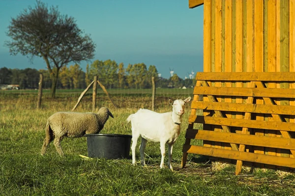 Stock image Goat and sheep