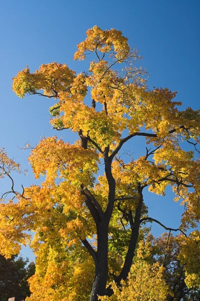 Baum im Herbst — Stockfoto